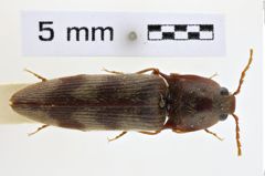 Foto (Dorsalansicht) von Harminius galloisi (NHMW-ZOO-COL-0008945)